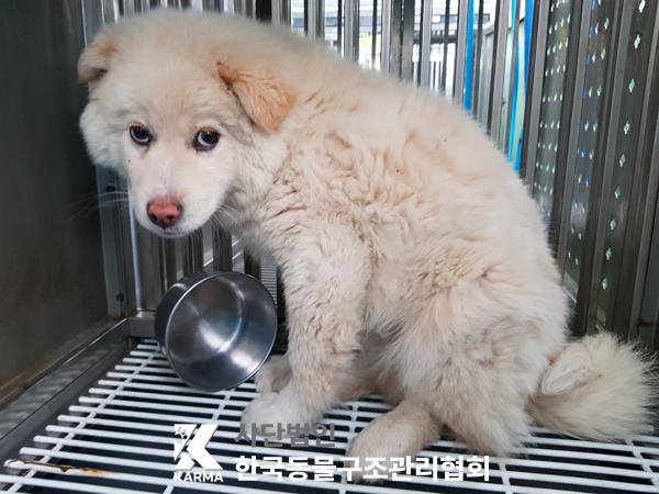 한국동물구조관리협회_441406202500187